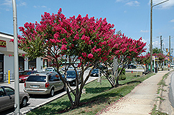 Tuskegee Crapemyrtle (Lagerstroemia 'Tuskegee') at A Very Successful Garden Center