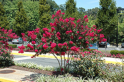 Cedar Lane Red Crapemyrtle (Lagerstroemia 'Cedar Lane Red') at A Very Successful Garden Center
