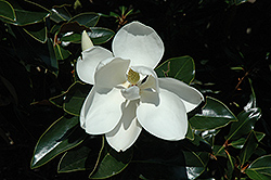 Alta Magnolia (Magnolia grandiflora 'TMGH') at A Very Successful Garden Center