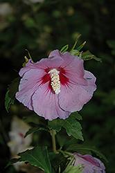 Hawaii Rose of Sharon (Hibiscus syriacus 'Minsygrbl1') at Stonegate Gardens
