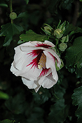 Helene Rose of Sharon (Hibiscus syriacus 'Helene') at A Very Successful Garden Center
