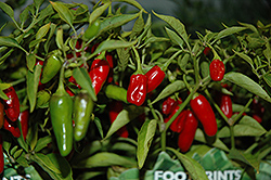 Apache Pepper (Capsicum annuum 'Apache') at A Very Successful Garden Center