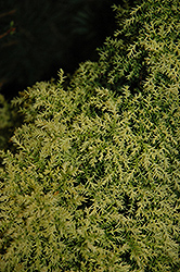 Twinkle Toes Japanese Cedar (Cryptomeria japonica 'Twinkle Toes') at Lakeshore Garden Centres