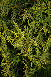 Golden Feather Arborvitae (Thuja plicata 'Daniellow') at Stonegate Gardens