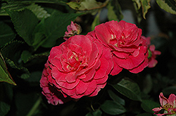 Livin' La Vida Rose (Rosa 'Hornimrod') at A Very Successful Garden Center