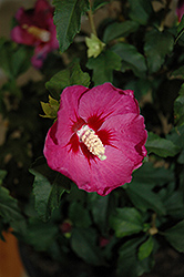 Lil' Kim Violet Rose of Sharon (Hibiscus syriacus 'SHIMRV24') at A Very Successful Garden Center