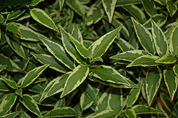 Creme Fraiche Deutzia (Deutzia gracilis 'Mincream') at Lakeshore Garden Centres