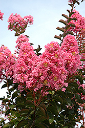 Sioux Crapemyrtle (Lagerstroemia 'Sioux') at Lakeshore Garden Centres