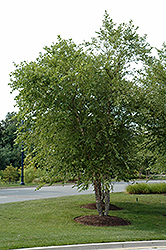 River Birch (clump) (Betula nigra '(clump)') at A Very Successful Garden Center