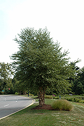 Dura Heat River Birch (clump) (Betula nigra 'Dura Heat (clump)') at Lakeshore Garden Centres