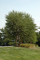 Heritage River Birch (clump) (Betula nigra 'Heritage (clump)') at The Mustard Seed