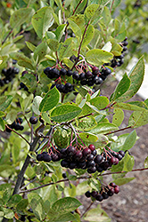 Iroquois Beauty Black Chokeberry (Aronia melanocarpa 'Morton') at The Mustard Seed