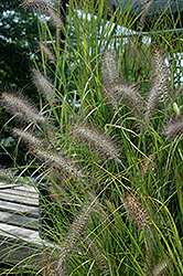 Cassian Dwarf Fountain Grass (Pennisetum alopecuroides 'Cassian') at A Very Successful Garden Center