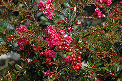 Tightwad Red Crapemyrtle (Lagerstroemia indica 'Whit V') at A Very Successful Garden Center