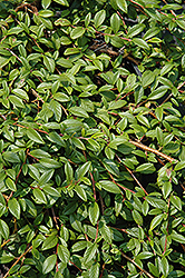 Spreading Willowleaf Cotoneaster (Cotoneaster salicifolius 'Repens') at Lakeshore Garden Centres