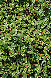 Spreading Willowleaf Cotoneaster (Cotoneaster salicifolius 'Repens') at Stonegate Gardens