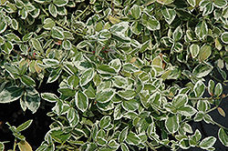 Argenteo-marginata Wintercreeper (Euonymus fortunei 'Argenteo-marginata') at Stonegate Gardens