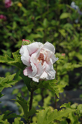 Paeonyflorus Rose of Sharon (Hibiscus syriacus 'Paeonyflorus') at A Very Successful Garden Center