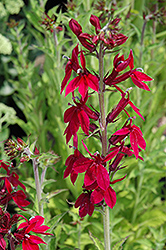Compliment Deep Red Lobelia (Lobelia 'Compliment Deep Red') at Stonegate Gardens
