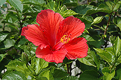 Red Hibiscus (Hibiscus rosa-sinensis 'Red') at Lakeshore Garden Centres