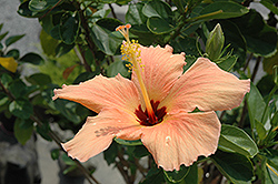 Peach Hibiscus (Hibiscus rosa-sinensis 'Peach') at A Very Successful Garden Center