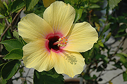Lemon Hibiscus (Hibiscus rosa-sinensis 'Lemon') at A Very Successful Garden Center