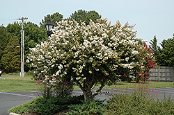 Acoma Crapemyrtle (Lagerstroemia 'Acoma') at A Very Successful Garden Center