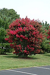 Arapaho Crapemyrtle (Lagerstroemia 'Arapaho') at A Very Successful Garden Center