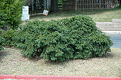 Spreading English Yew (Taxus baccata 'Spreading') at A Very Successful Garden Center