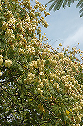 September Golden Rain Tree (Koelreuteria paniculata 'September') at Stonegate Gardens