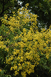 Golden Rain Tree (Koelreuteria paniculata) at A Very Successful Garden Center