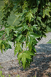 Angyo Weeping Trident Maple (Acer buergerianum 'Angyo Weeping') at Lakeshore Garden Centres