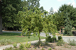 Angyo Weeping Trident Maple (Acer buergerianum 'Angyo Weeping') at A Very Successful Garden Center