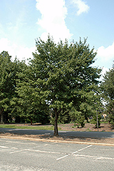 Somerset Red Maple (Acer rubrum 'Somerset') at Lakeshore Garden Centres