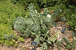 Beaver Creek Prickly Pear Cactus (Opuntia 'Beaver Creek') at Stonegate Gardens
