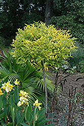Variegated Golden Dewdrop (tree form) (Duranta erecta 'Variegata (tree form)') at Stonegate Gardens