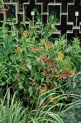 Gloriosa Lily (Gloriosa superba) at Stonegate Gardens