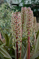 Sparkling Burgundy Pineapple Lily (Eucomis comosa 'Sparkling Burgundy') at A Very Successful Garden Center
