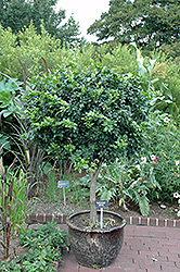Orange Jessamine (tree form) (Murraya paniculata (tree form)) at A Very Successful Garden Center