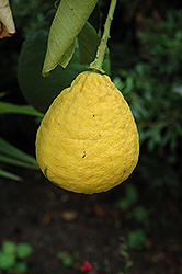 Ponderosa Lemon (Citrus 'Ponderosa') at Stonegate Gardens