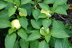 Alma Paprika Pepper (Capsicum annuum 'Alma Paprika') at A Very Successful Garden Center