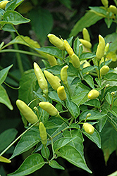 Tabasco Pepper (Capsicum frutescens 'Tabasco') at A Very Successful Garden Center