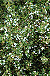 Winter Savory (Satureja montana) at Stonegate Gardens