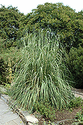 Ravenna Grass (Erianthus ravennae) at Stonegate Gardens