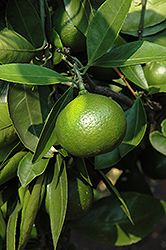Okitsu Mandarin (Citrus unshiu 'Okitsu') at Lakeshore Garden Centres