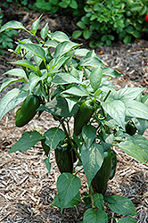 Jalapeno Pepper (Capsicum annuum 'Jalapeno') at A Very Successful Garden Center