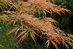 Baldsmith Japanese Maple (Acer palmatum 'Baldsmith') at A Very Successful Garden Center