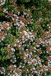 Rose Creek Abelia (Abelia x grandiflora 'Rose Creek') at Lakeshore Garden Centres