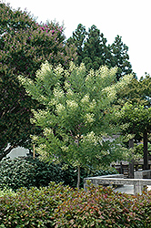 Millstone Japanese Pagoda Tree (Sophora japonica 'Halka') at A Very Successful Garden Center