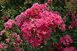 Tonto Crapemyrtle (Lagerstroemia 'Tonto') at A Very Successful Garden Center